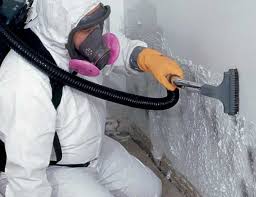 Best Attic Mold Removal  in Havre, MT